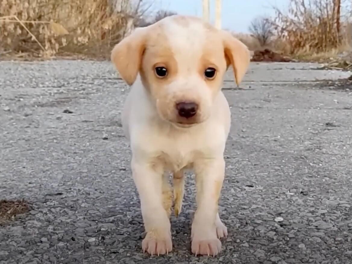Despite its trembling, the puppy, clearl...