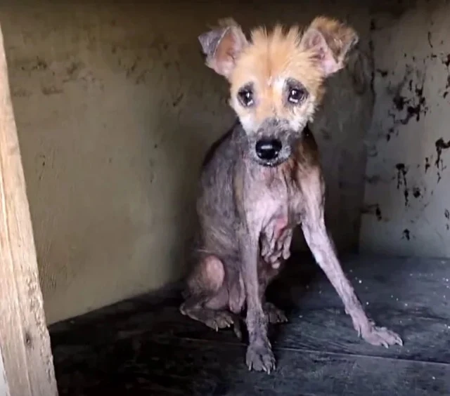 During her recovery, Lucy experienced ma...