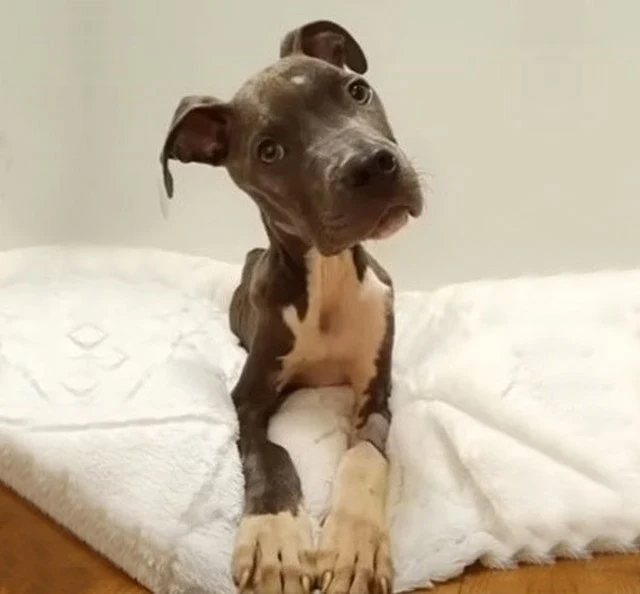 Shepherd is not yet ready for adoption, ...