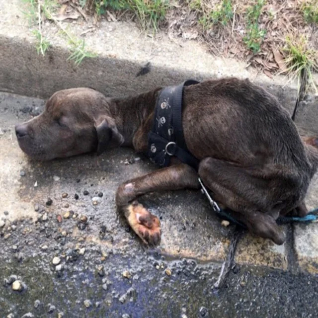 Fortunately, members of the Humane Rescu...