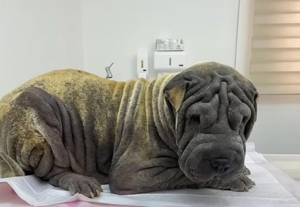 Thanks to her remarkable recovery, it wa...