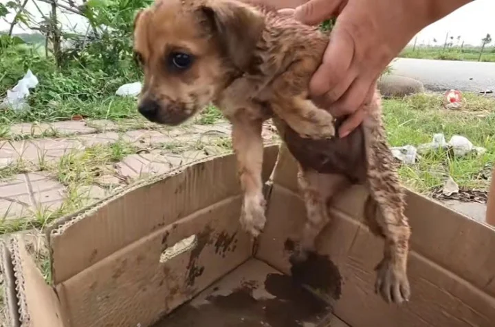 Determined to help, this compassionate i...