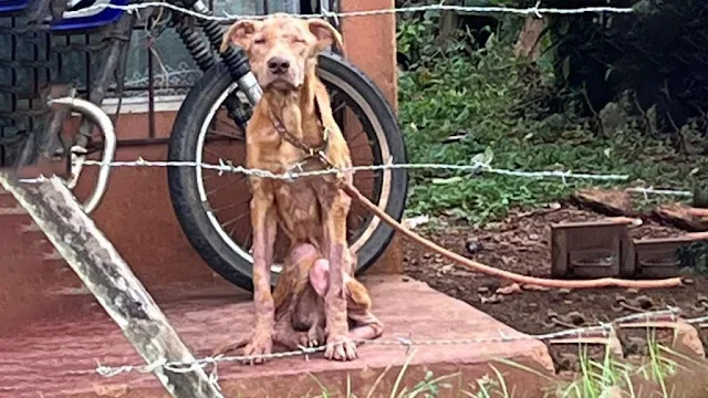 A local rescue group, moved by Ragnarok'...