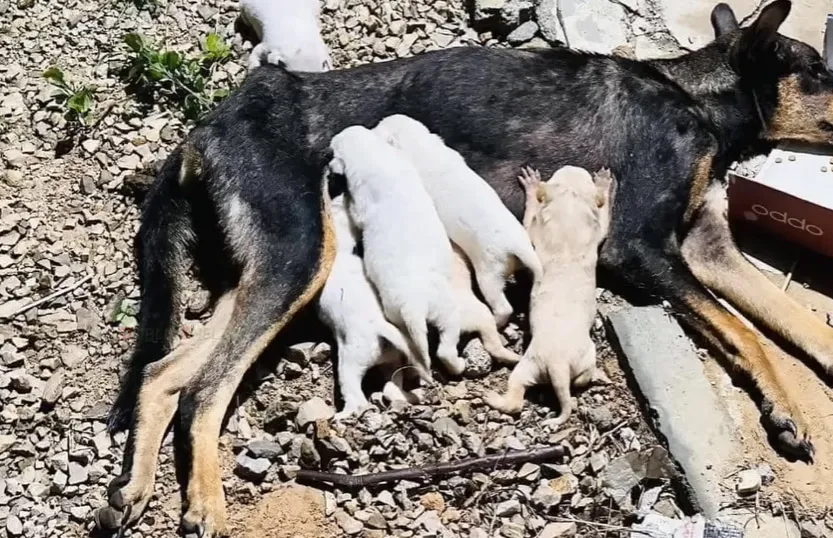 Three weeks into their journey, Sakura w...