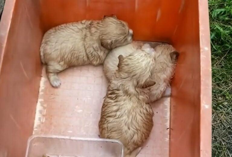 As the rescuer faithfully visited, his c...