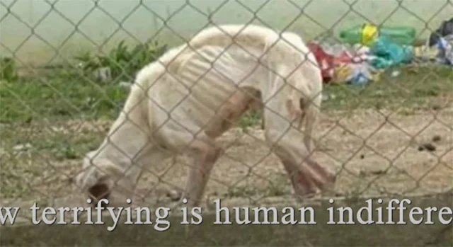 An animal rights supporter in the area c...