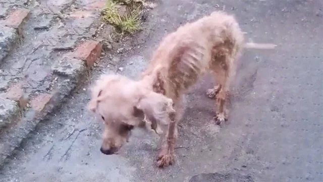 The origins of this dog are a mystery. N...