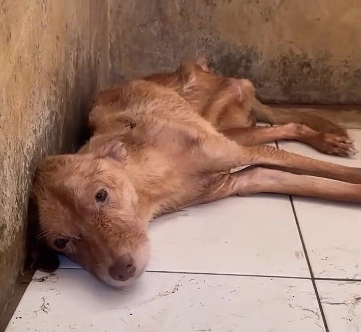 If it weren't for the compassion of the ...