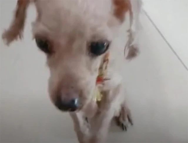 In his struggle to stay alive, the dog r...