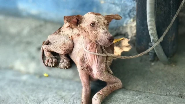 Without delay, we took her under our car...
