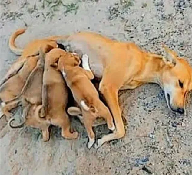 Initially, Hope had ten puppies, but tra...