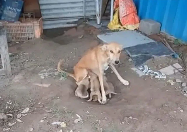 Two other puppies, Caramelo and Toby, al...
