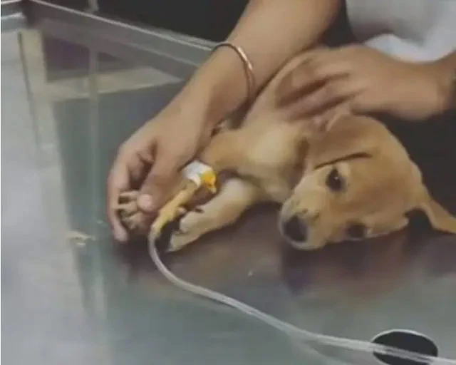 Hope, now spayed, will no longer have to...