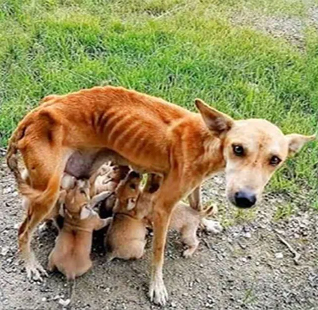 This is the story of Hope, a mother dog ...
