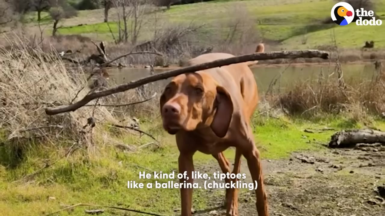 Mendo may look like an ordinary dog at f...