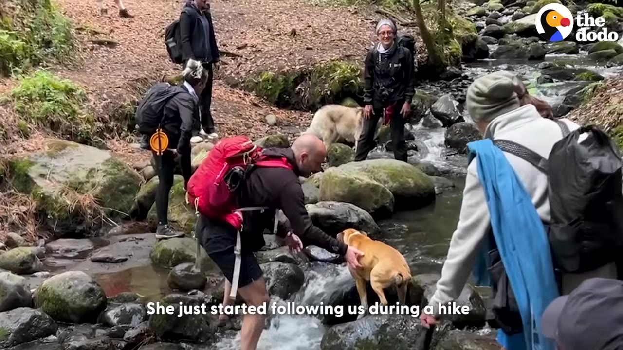 Determined to give this brave canine the...