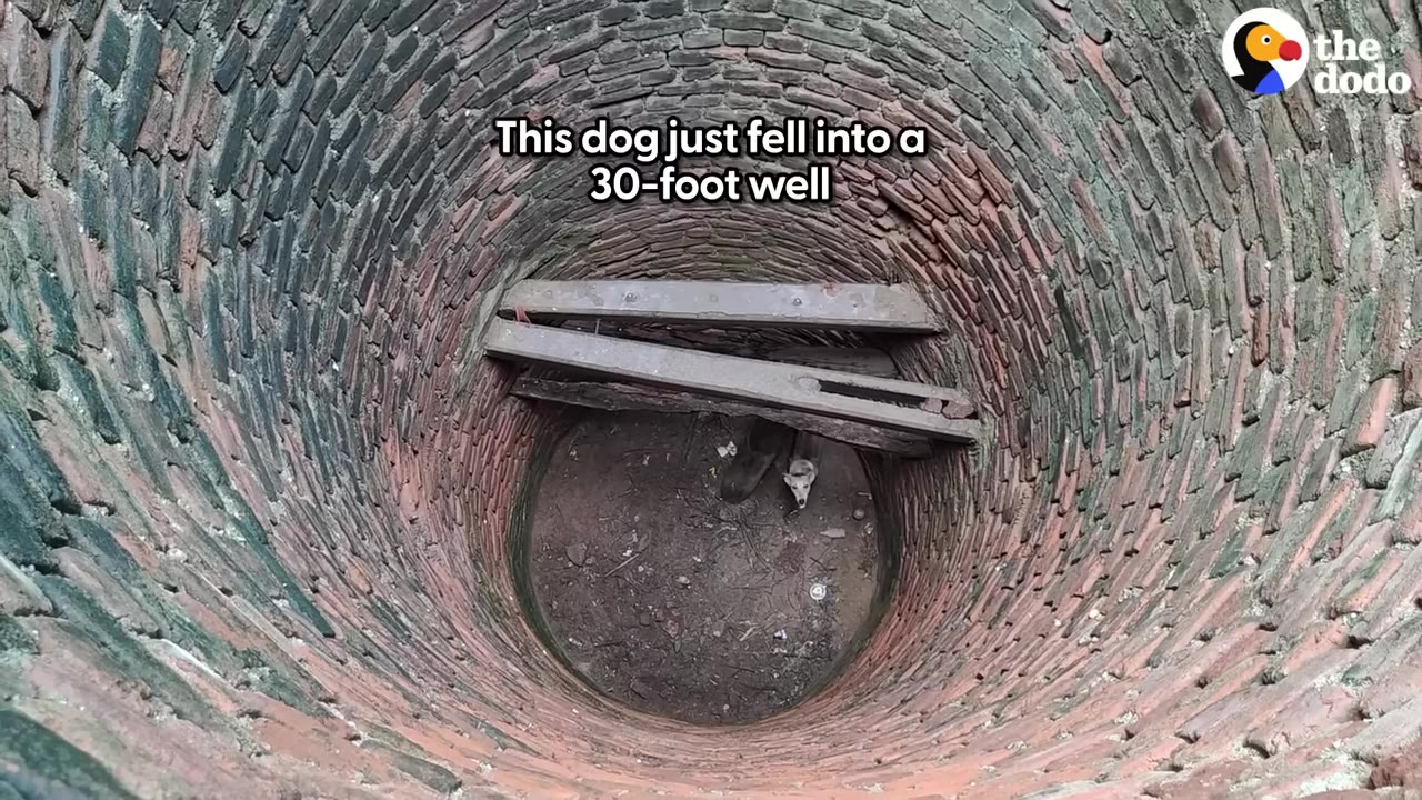 With precision and teamwork, the rescuer...
