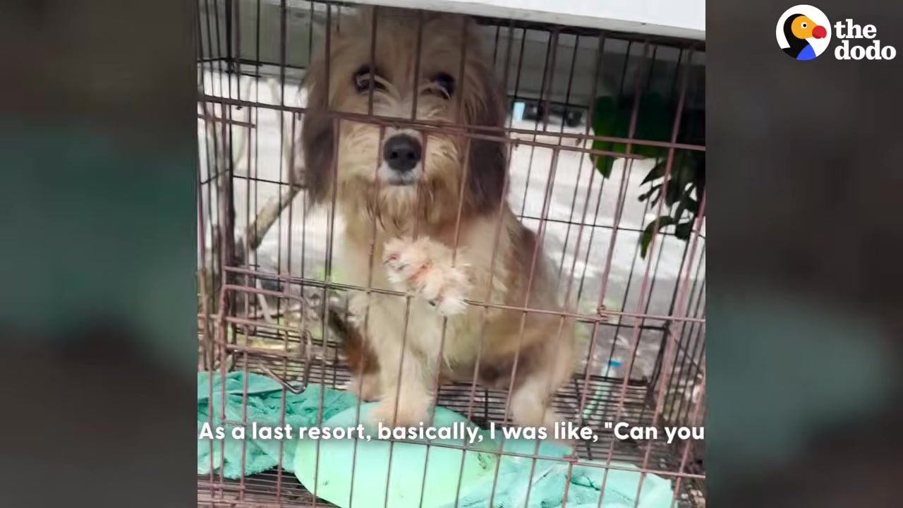 The dog was initially purchased with the...