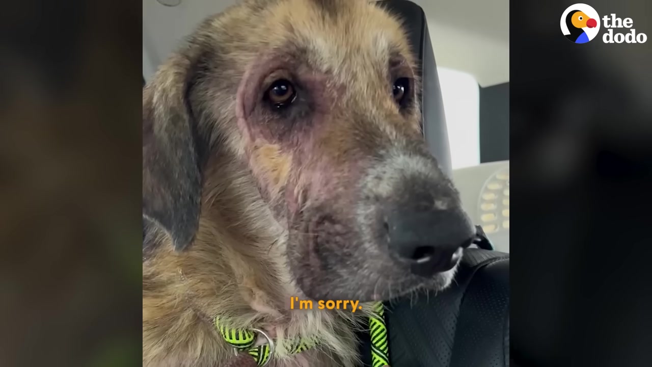The dog in question was spotted in a des...