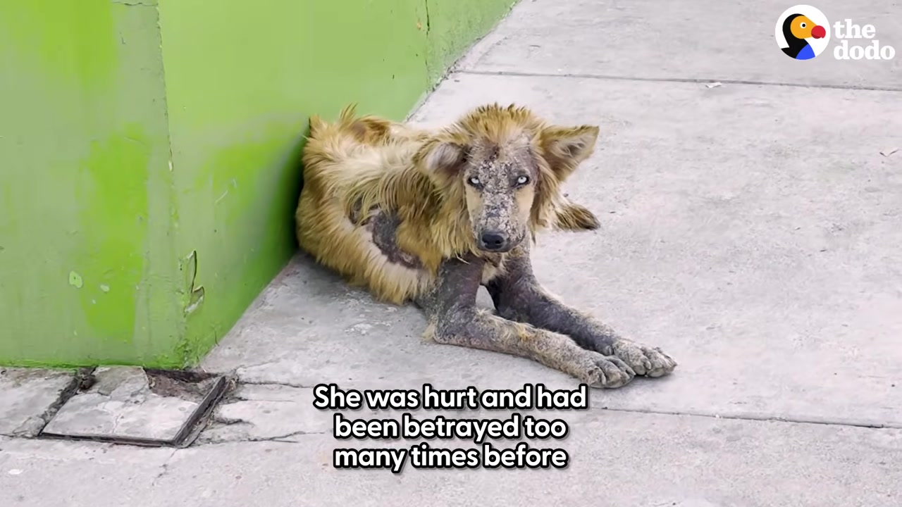 The rescue of Bombón unfolded in Texas, ...
