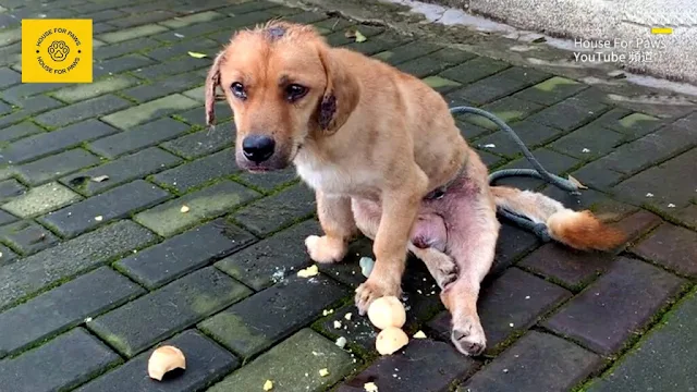 Its silent plea for help was evident in ...