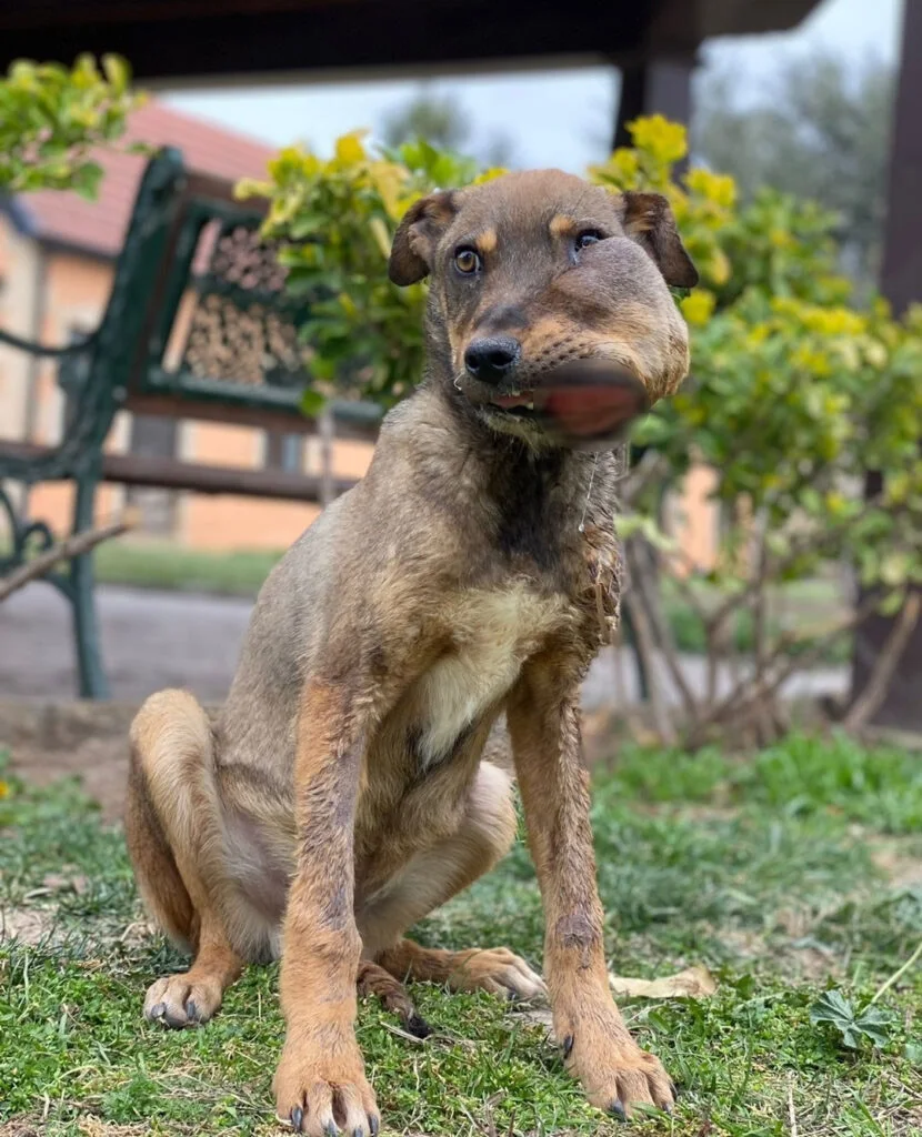 When rescuers discovered Brady, his cond...