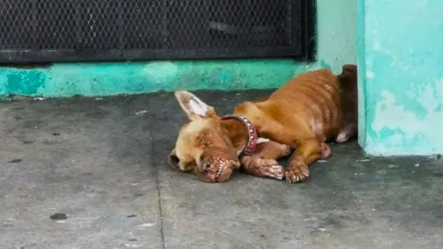 At the clinic, the veterinary team exami...