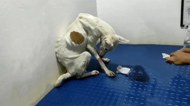 The dog was in poor condition, visibly u...