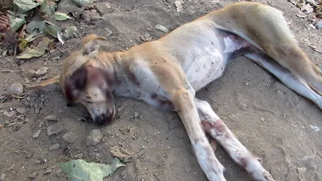 The response from the veterinary team wa...