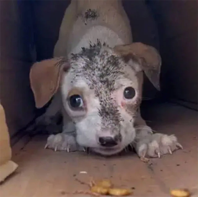 This story highlights the tenacity of an...