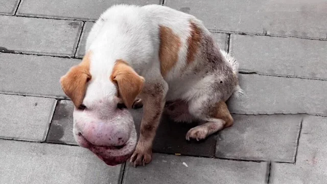 Day in and day out, the dog scavenged fo...