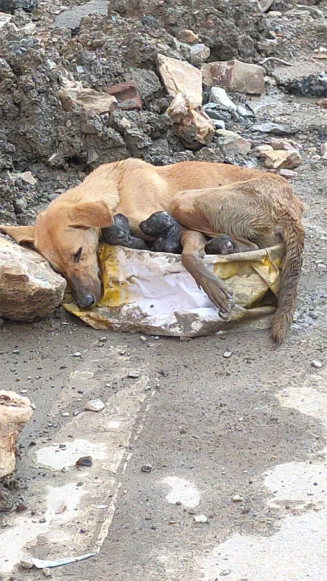 The rescue team committed itself to the ...