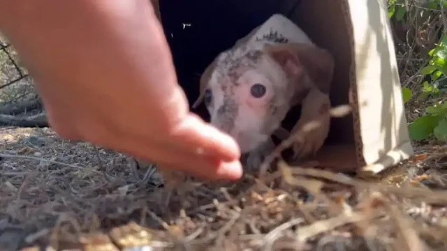 Let the tale of this puppy and its cardb...
