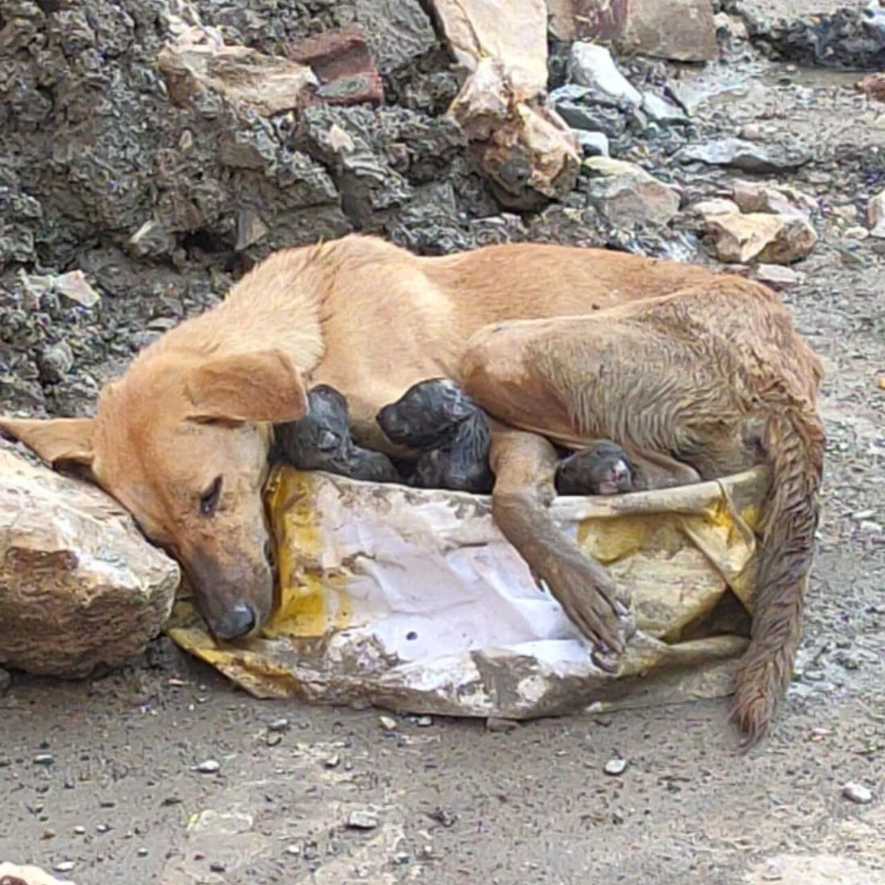 Living on the streets deprived the mothe...