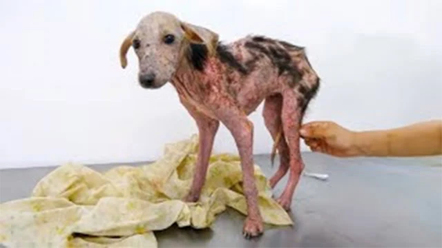 This little dog was suffering from a sev...