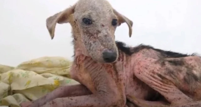 Following his rescue, Johnny was brought...
