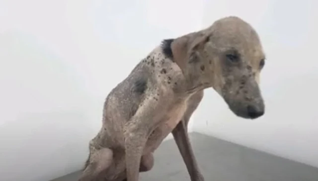 Today, Johnny is a dog renewed. His once...