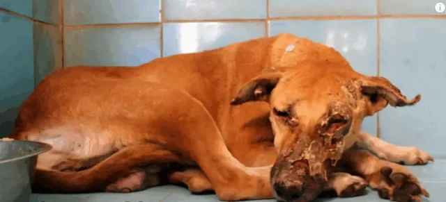 When neighbors discovered her, she was w...