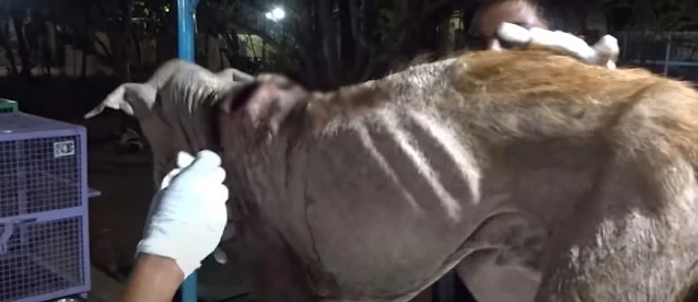 With his fur growing back and his body g...
