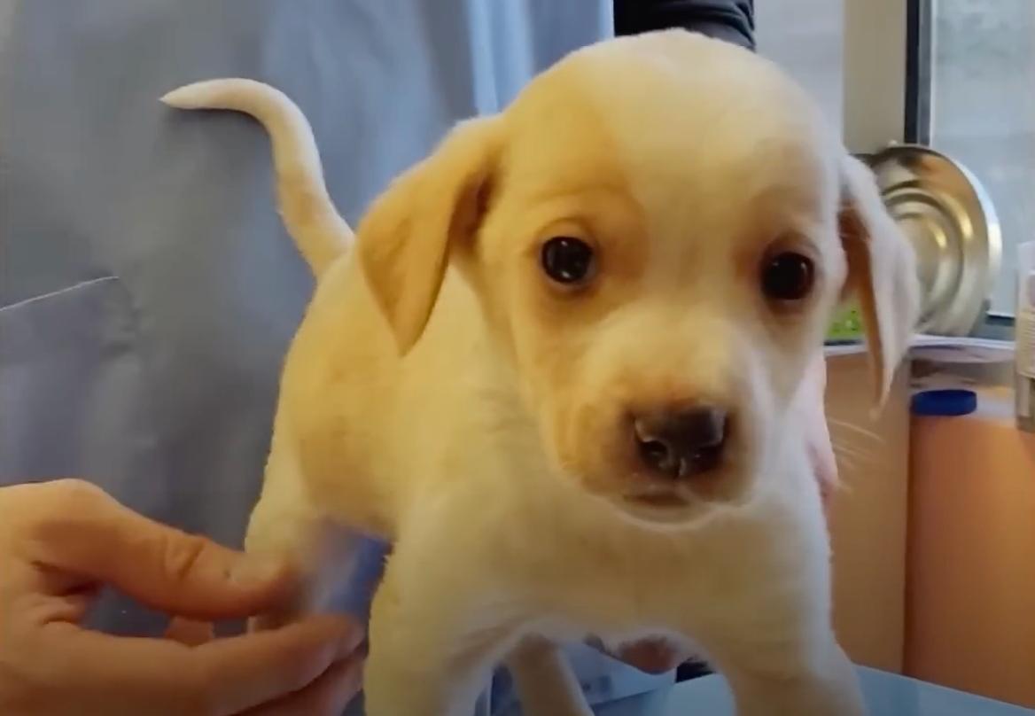 The puppy displayed a brave heart, showi...