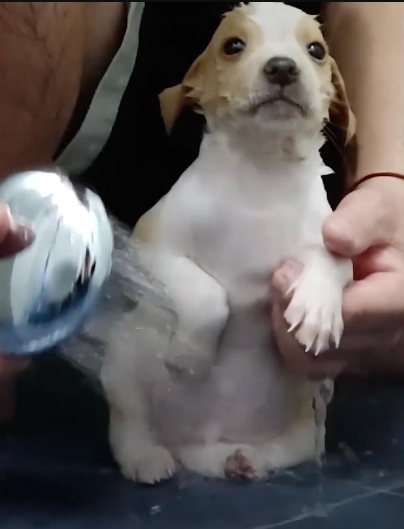 Clean and more at ease, the puppy began ...