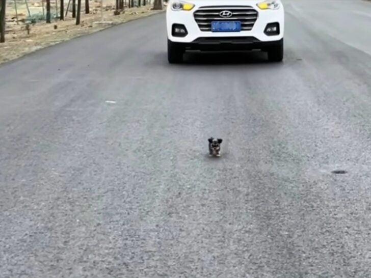 Instead of rushing over, the team decide...