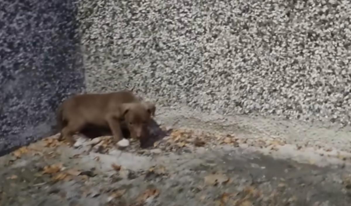 As the rescuer approached, the puppy tre...