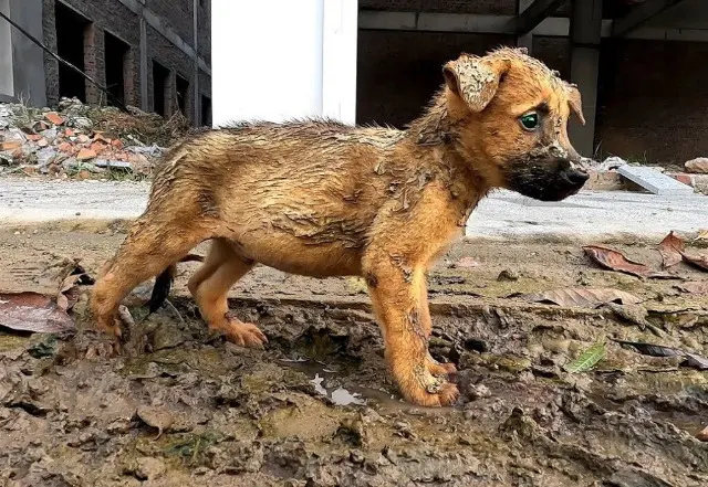 Braving the risky environment, she caref...