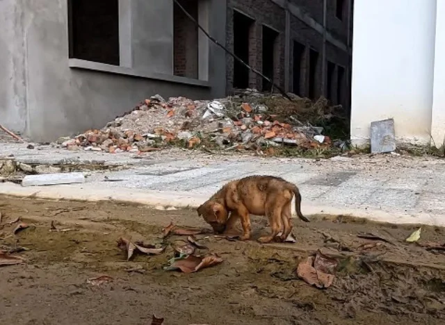 From that point onward, the puppy was no...