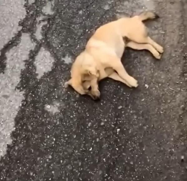 Only four days later, she gave birth to ...