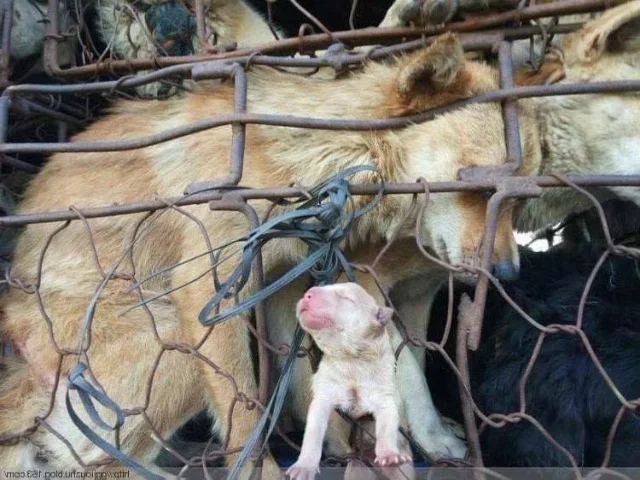 Near the puppy, the mother dog looks on ...