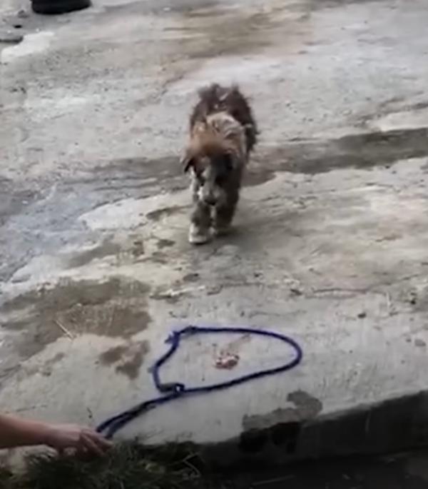 At the veterinarian clinic, she received...