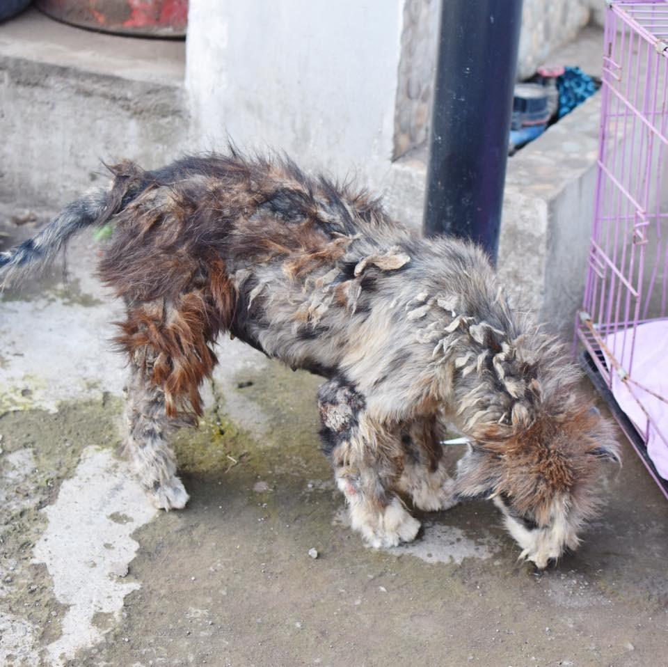 Mission Pawsible recounted,
