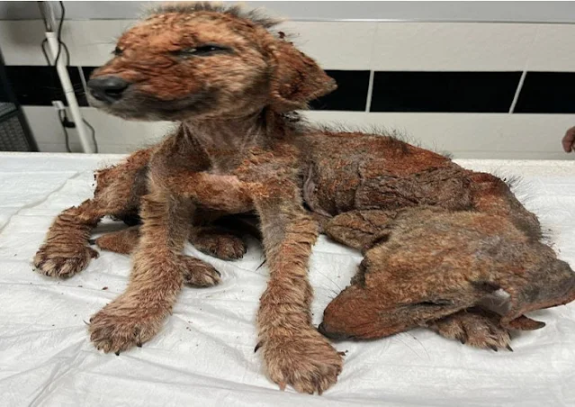 A plea for assistance led to their rescu...